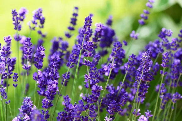 Nahaufnahme blühender Lavendel